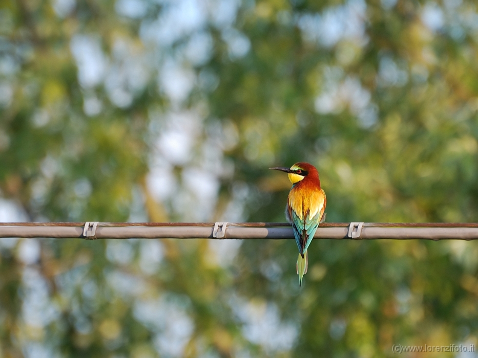 Merops apiaster (Gruccione)1.jpg